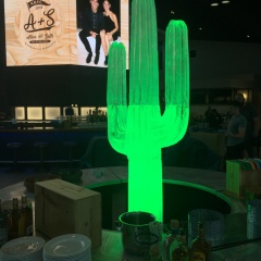 Green-cactus-dark-room